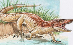 Ấn Độ: Phát hiện "quái vật Tây Bengal" giống T-rex lai cá sấu