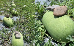 Kỳ lạ nông dân Trung Quốc cứ trồng dưa hấu là đặt cục đá lên trên, chuyên gia: Rất khôn ngoan!