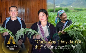 Về Sa Pa, nhìn người Mông đổi đời nhờ cây Atiso: “Chúng tôi xây được nhà, mua được xe, bữa cơm nào cũng có thịt”