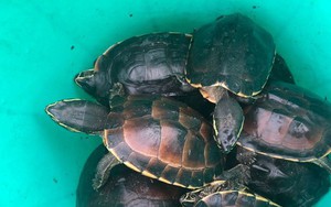 Người đàn ông trộm 41 cá thể rùa quý hiếm trong khu bảo tồn