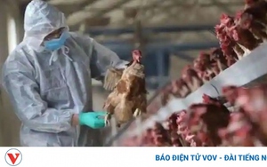 Campuchia phát hiện ca tử vong do cúm gia cầm H5N1