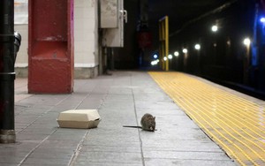 Khốn khổ nhiều năm với 'kẻ thù' hôi hám này, bằng cách nào New York đã quét sạch 100% quân số của chúng?