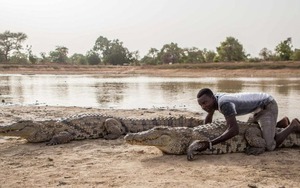 Con người và cá sấu đã chung sống hòa thuận suốt hơn 500 năm qua tại Burkina Faso