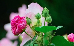 Có nên trồng hoa phù dung trước nhà?