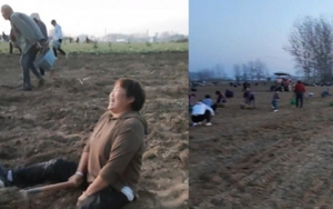 Trung Quốc: Chưa kịp thu hoạch nông sản, hàng trăm người đổ ra đồng "cướp bóc" gây thiệt hại hơn 670 triệu đồng, chủ hộ gào khóc trong bất lực