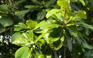 Có nên trồng cây bàng trước nhà?