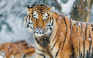 Lý do vào mùa đông hổ Siberia thường xuyên xuống núi tìm kiếm thức ăn