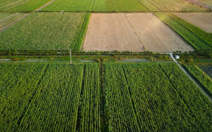 Đại gia Việt thâu tóm công ty từ tay người Pháp, sau 13 năm biến thành doanh nghiệp TỶ USD nhờ trồng gần 68.000 ha chỉ một thứ cây 'rẻ bèo'
