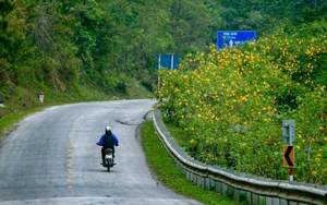 Ngắm sắc dã quỳ nhuộm vàng cung đèo Lùng Pa