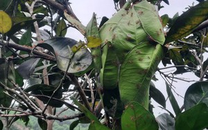 Độc lạ Hà Tĩnh: Nuôi 40 tổ kiến vàng để bảo vệ vườn cam