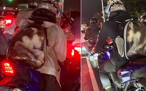 Người đàn ông nhét Husky vào balo cho thú cưng khiến CĐM phẫn nộ, có thể bị phạt tới hơn 57 triệu vì ngược đãi động vật