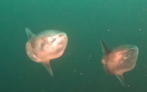 Cảnh quay hiếm về 2 con cá thái dương bơi cùng nhau ngoài khơi Thái Bình Dương