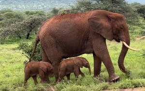 Cặp voi sinh đôi hiếm gặp ra đời ở Kenya