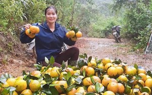 Thủ phủ cam Hà Tĩnh vào vụ thu hoạch, nông dân 'đếm quả tính tiền'