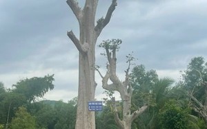 'Uẩn khúc' phía sau cây bằng lăng rừng được rao bán 220 triệu đồng tại Bình Định
