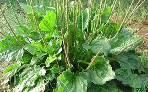 Một loại “cỏ bổ thận” chuyên mọc hoang ở ruộng rau, được nhiều người già đào về, hóa ra có rất nhiều công dụng