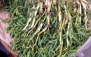 1 loại rau dân dã ở chợ Việt, giúp an thần, mát gan, giải nhiệt độc “cực hiệu quả”: Bổ dưỡng nhưng nên cẩn trọng
