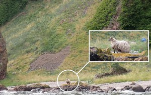 “Con cừu cô đơn nhất nước Anh” được giải cứu sau 2 năm mắc kẹt