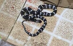 Bé 10 tuổi được cứu sống kỳ diệu khi bị rắn cực độc cắn