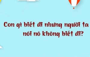 Con gì biết đi nhưng người ta vẫn nói là không biết đi?