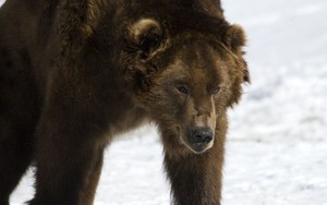 Vì sao gấu không thể ngủ đông, lang thang khắp Siberia ?