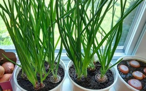 3 loại rau gia vị là "kho thuốc" chữa bệnh, gia đình nào cũng nên trồng 1 cây