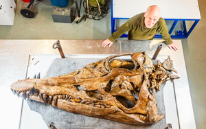 Phát hiện hộp sọ hoàn hảo của quái vật biển khổng lồ ở bờ biển kỷ Jura