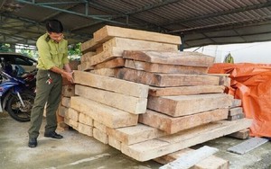 Quảng Nam: Phạt kẻ cất gỗ lậu trên đất của Trưởng phòng Nội vụ 37,5 triệu đồng