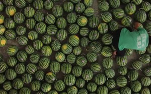 Một loại quả 'bổ từ ruột tới vỏ' sắp được xuất khẩu chính ngạch sang Trung Quốc, mang về cho Việt Nam hàng chục triệu USD