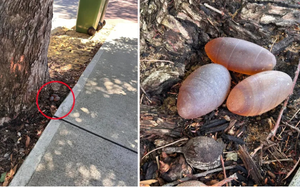 Chưa kịp vui vì tìm thấy 3 "viên đá" quý trước sân nhà, người phụ nữ tá hỏa khi biết lai lịch của chúng