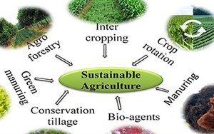 Nông nghiệp bền vững nhìn từ COP28