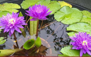 Ý nghĩa phong thủy của hoa súng