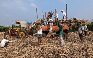 Là nhà sản xuất lớn thứ 2 thế giới, Ấn Độ có nguy cơ phải chuyển sang nhập khẩu một mặt hàng nông sản quan trọng trong năm 2024