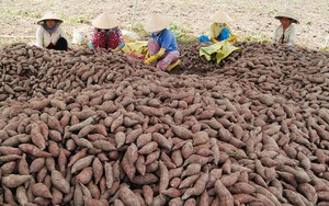 Việt Nam sở hữu loại củ 'trường thọ' được người Nhật quý như vàng: Trung Quốc vừa ăn đã mê, xuất khẩu từ củ đến lá hàng chục triệu USD