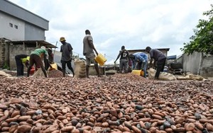El Nino 'thích đồ ngọt' và đây là lý do túi tiền của bạn sẽ 'thủng' nhanh hơn vào năm 2024