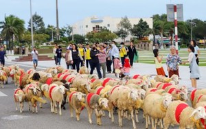 300 con cừu đeo nơ trình diễn 'catwalk' trên phố tại Ninh Thuận