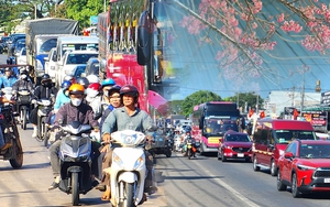 Địa điểm hot nhất lúc này: Đường lên Đà Lạt đông nghịt đúng thời điểm hoa mai anh đào nở rực rỡ