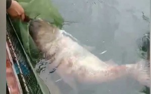 Ngư dân bắt được cá mè nặng gần 50kg ở hồ thủy điện Tuyên Quang