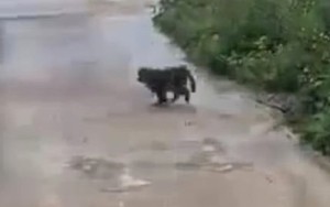 Bẫy, bắn gây mê khỉ tấn công nhiều người, cắn chết 4 con chó ở Quảng Nam