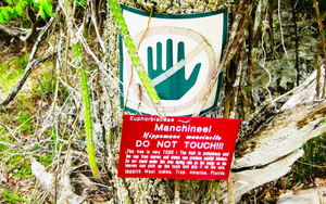 Manchineel - loài cây nguy hiểm nhất thế giới