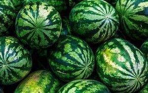Bạn có biết: Dưa hấu cũng có trái đực và trái cái