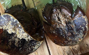 Vụ ngộ độc thực phẩm nghi ăn nhầm so biển: Độc tố vượt ngưỡng an toàn