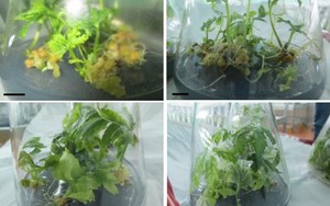 Bảo tồn dược liệu quý nhờ nhân bản vô tính