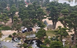 Bên trong vườn tùng la hán 11.000 m2 tại Hà Nội: 3.000 cây đưa về từ Nhật Bản, có cây 700 tuổi khiến người Nhật tiếc nuối