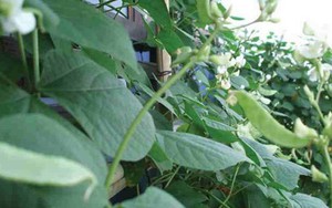 Loại cây 'toàn năng', là thuốc khoẻ dạ dày, bảo vệ thận: Cực quen thuộc trong vườn nhà