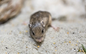 Chú chuột xác lập kỷ lục Guinness già nhất thế giới