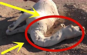 Vì sao không ai dám động vào xác lạc đà trong sa mạc, thậm chí bị coi là "vũ khí sinh hóa" nguy hiểm?