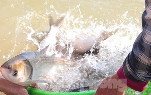 Hàng nghìn phật tử cùng người dân xuống sông phóng sinh 10 tấn cá