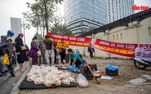 Cần làm rõ nguồn gốc những quả 'trứng gà, vịt giải cứu' ở Hà Nội