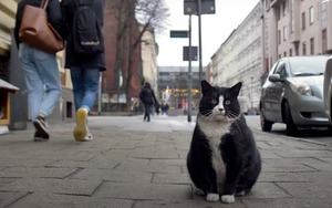 Chỉ ăn rồi lăn ra ngủ, chú mèo béo kéo cả ngàn du khách về cho thành phố